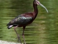 White-faced Ibis