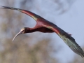 White-faced Ibis