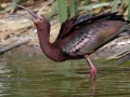 White-faced Ibis