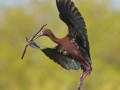 White-faced Ibis