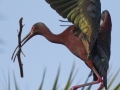 White-faced Ibis