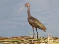 White-faced Ibis