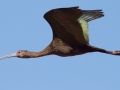 White-faced Ibis