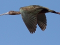 White-faced Ibis