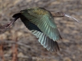 White-faced Ibis