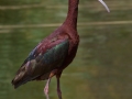 White-faced Ibis