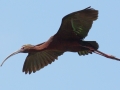 White-faced Ibis