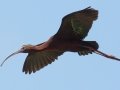White-faced Ibis
