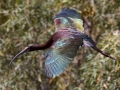 White-faced Ibis