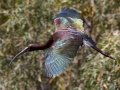 White-faced Ibis