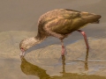 1 of 2, White-faced Ibis- Bolsa Chica Ecological Reserve
