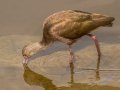 White-faced Ibis - Bolsa Chica Reserve Walk bridge, Orange County, California, 11/30/2019