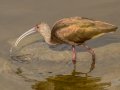 White-faced Ibis - Bolsa Chica Reserve Walk bridge, Orange County, California, 11/30/2019