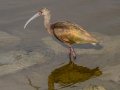 White-faced Ibis - Bolsa Chica Reserve Walk bridge, Orange County, California, 11/30/2019