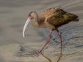 White-faced Ibis- Bolsa Chica Ecological Reserve