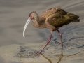 White-faced Ibis - Bolsa Chica Reserve Walk bridge, Orange County, California, 11/30/2019