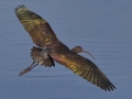 White-faced Ibis