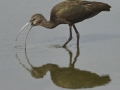 White-faced Ibis