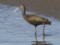 White-faced Ibis - Bolsa Chica Reserve Walk bridge, Orange County, California, 12/13/2017