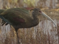 White-faced Ibis