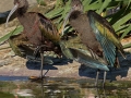 White-faced Ibis