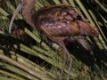 White-faced Ibis