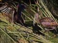 White-faced Ibis