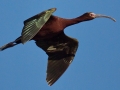 White-faced Ibis