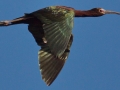 White-faced Ibis