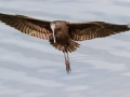 White-faced Ibis