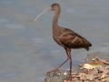 White-faced Ibis