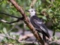 White-headed Woodpecker
