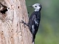 White-headed Woodpecker