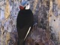 White-headed Woodpecker