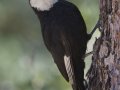 White-headed Woodpecker