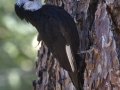White-headed Woodpecker