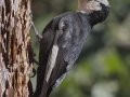 White-headed Woodpecker