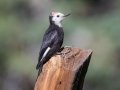 White-headed Woodpecker