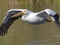 American White Pelican