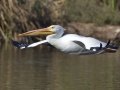 American White Pelican