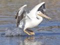American White Pelican