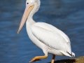 American White Pelican