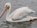 American White Pelican