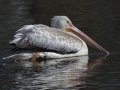 American White Pelican