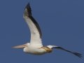 American White Pelican
