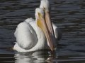 American White Pelican