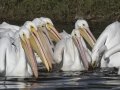 American White Pelican