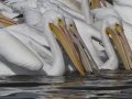 American White Pelican