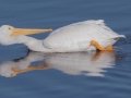 American White Pelican