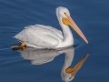 American White Pelican